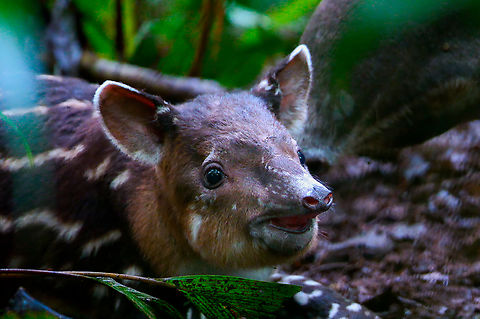 Newborn Baird's Tapir We were tracking the pregnant female and found that she was no longer pregnant! This little sweetheart was less than twelve hours old and we watched it nurse for twenty minutes. Baird’s Tapir,Costa Rica,Geotagged,Tapirus bairdii