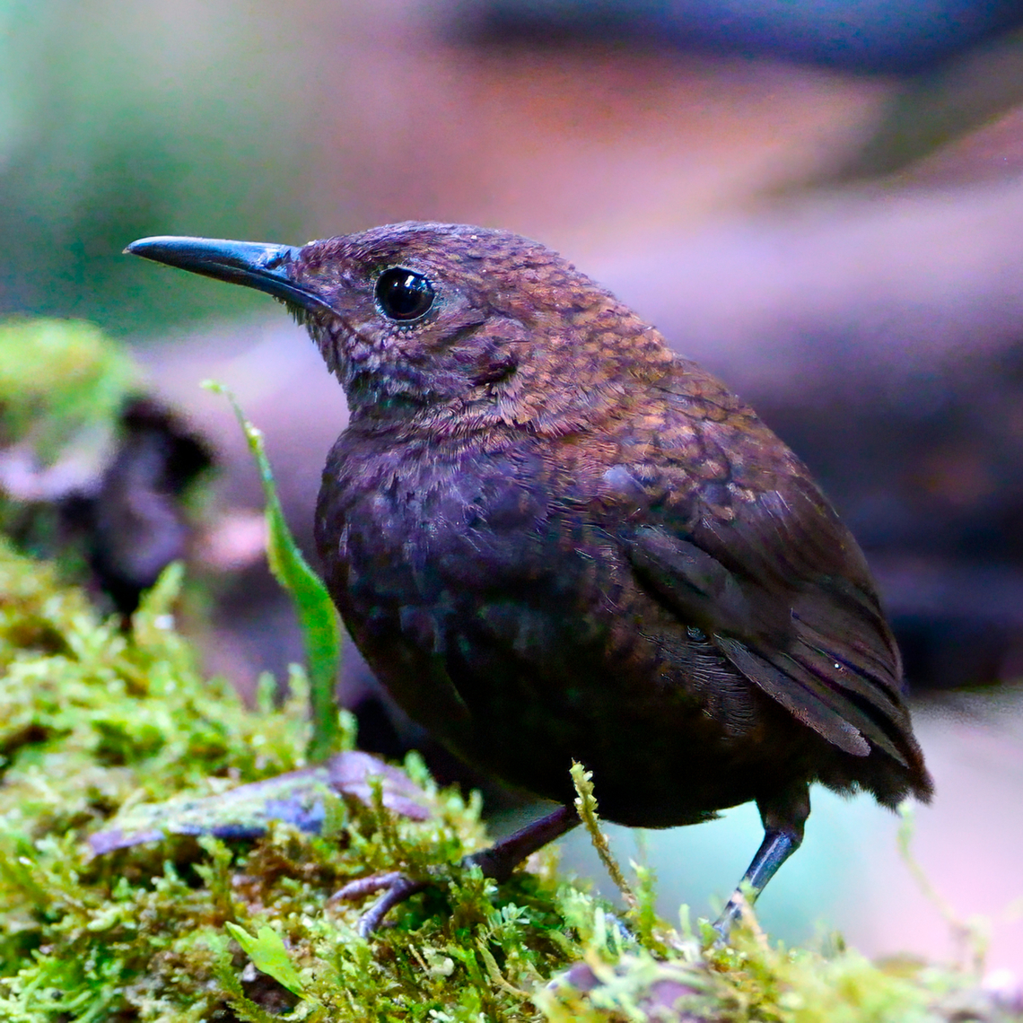 Nightingale Wren Oh, the hours I've spent stalking these amazing birds in the wet rainforests of Costa Rica. <br />
<br />
They may not be very showy, but they have one of the best songs. Costa Rica,Geotagged,Microcerculus philomela,Northern nightingale-wren