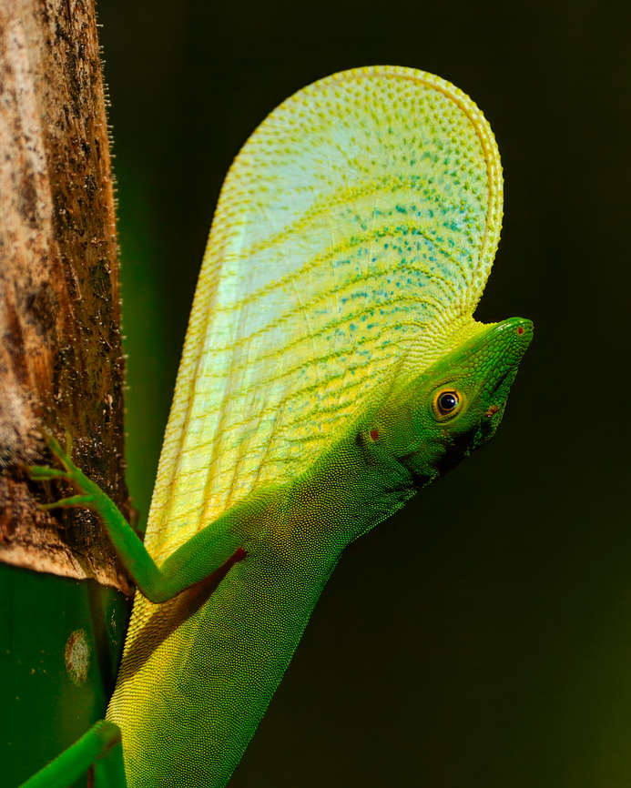 Boulenger's Green Anole (Anolis chloris)  Anolis chloris,Boulenger's Green Anole,Colombia,Geotagged