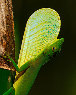 Boulenger's Green Anole (Anolis chloris)  Anolis chloris,Boulenger's Green Anole,Colombia,Geotagged