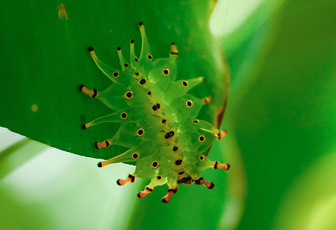 Isochaetes heevansi, a type of slug caterpillar moth  Costa Rica,Geotagged,Isochaetes heevansi