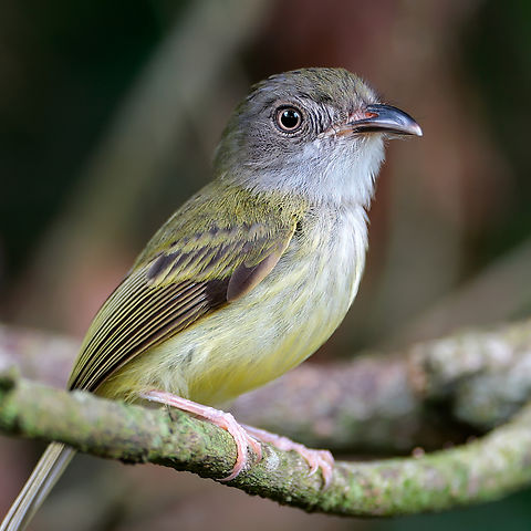 Northern Bentbill This female was busy building a nest. Costa Rica,Geotagged,Northern bentbill,Oncostoma cinereigulare