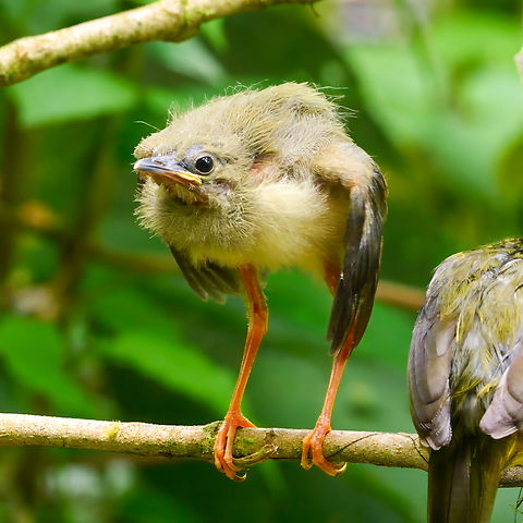 A newly-fledged White-collared Manakin I've spent the last week documenting the manakin nestlings and they finally headed off to the forest yesterday. Costa Rica,Geotagged,Manacus candei,White-collared manakin
