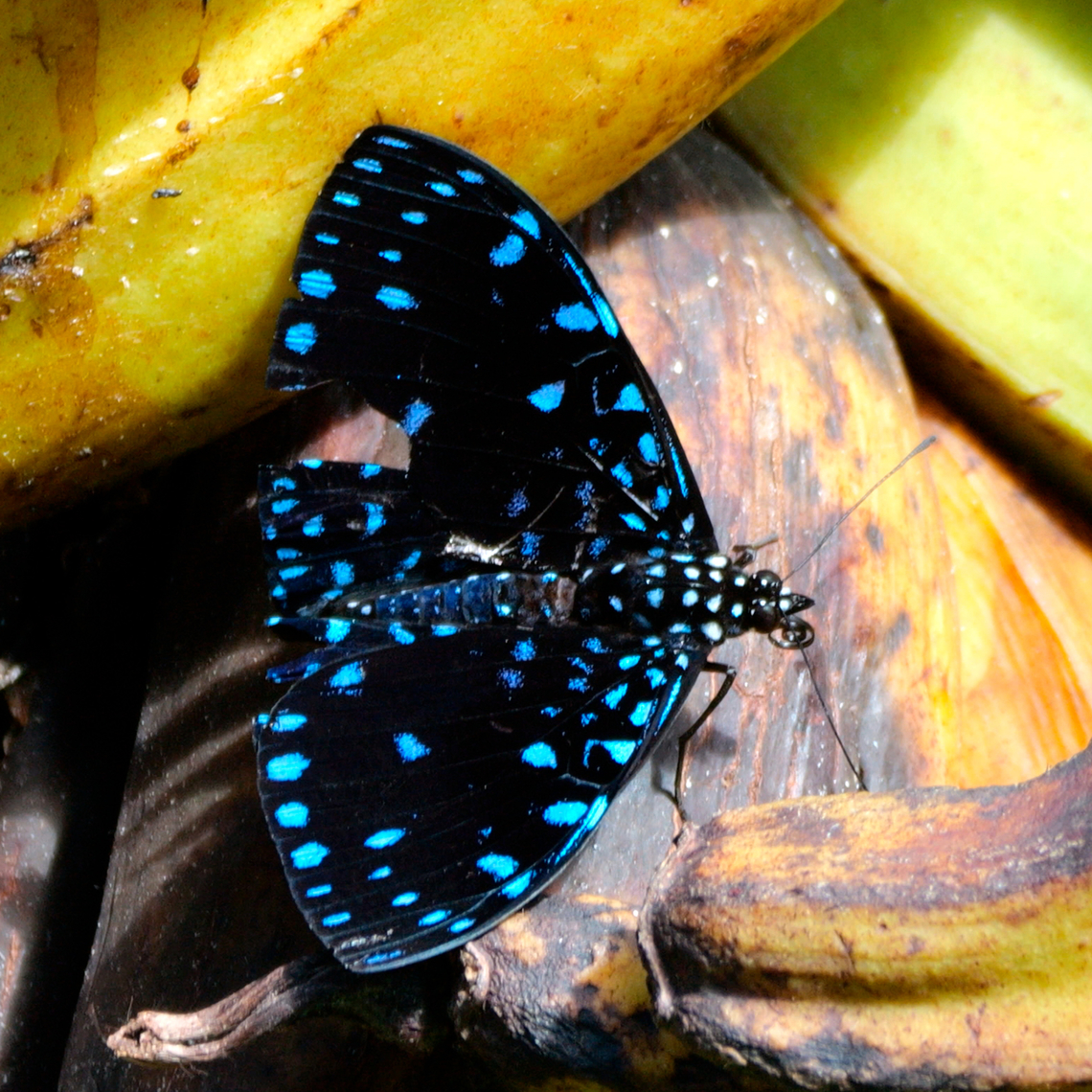 Starry Night Cracker The third species of cracker that I've found in my yard this week. Costa Rica,Geotagged,Hamadryas laodamia,Starry Night Cracker