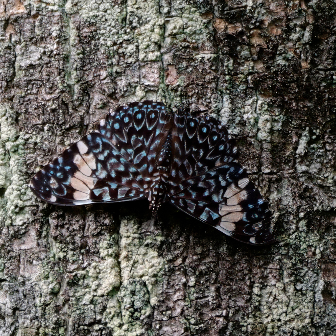 Red Cracker in my garden  Costa Rica,Geotagged,Hamadryas amphinome,Red Cracker