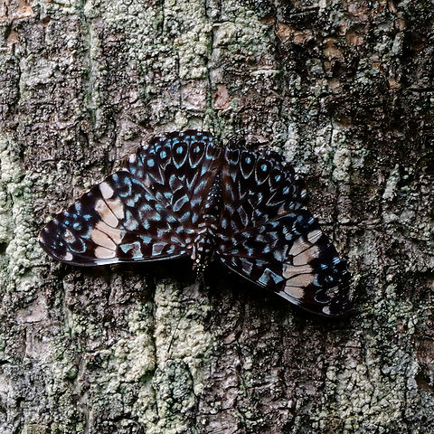 Red Cracker in my garden  Costa Rica,Geotagged,Hamadryas amphinome,Red Cracker