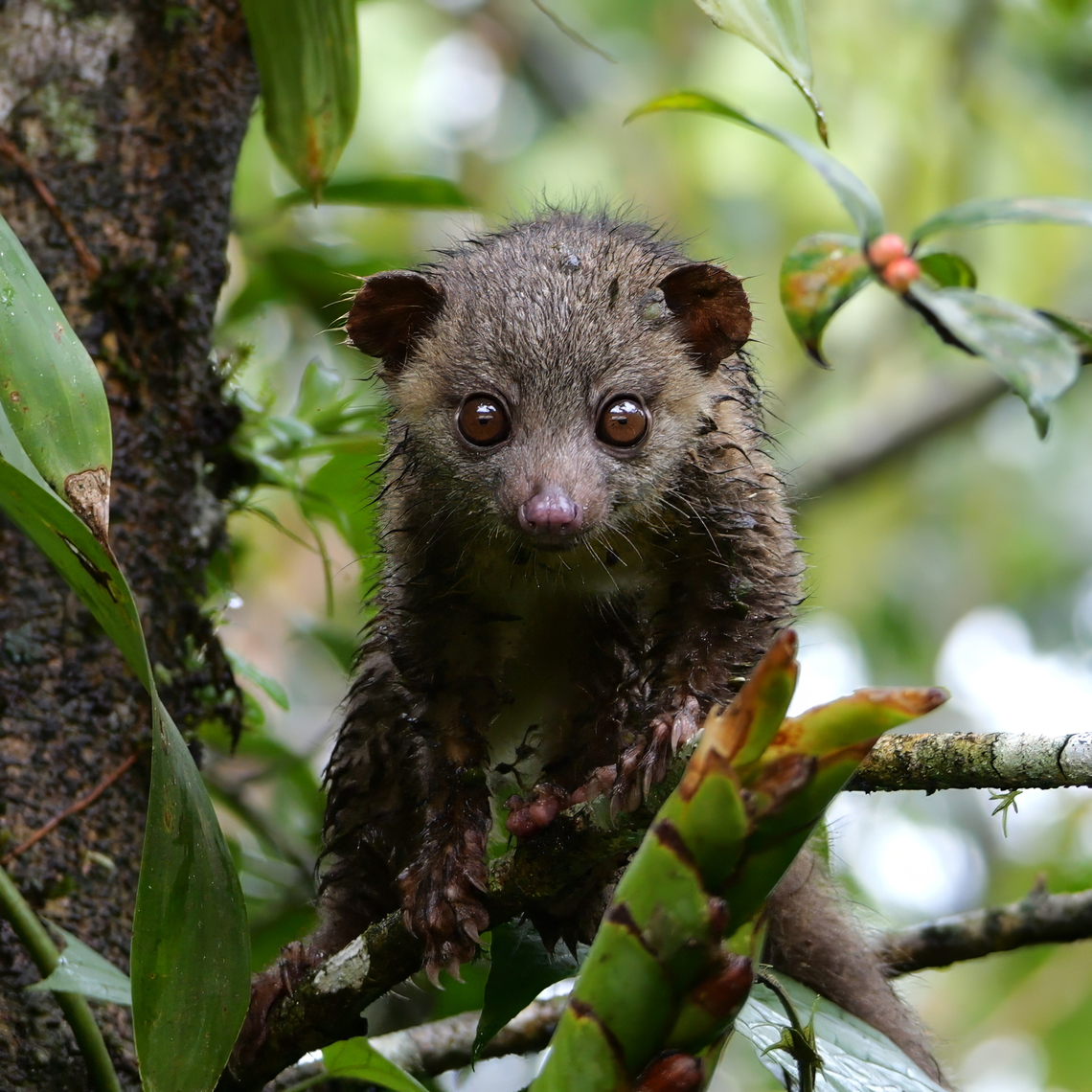 Northern Olingo An incredible experience with a Northern Olingo in the middle of the day outside my kitchen window. Bassaricyon gabbii,Costa Rica,Geotagged,Northern olingo