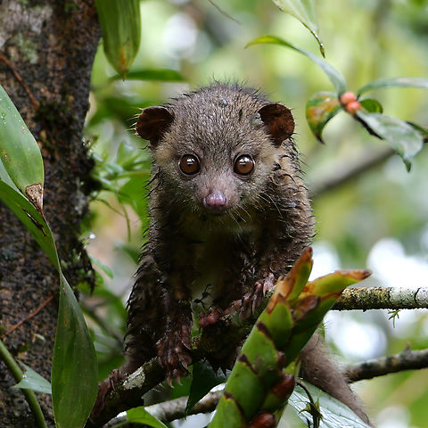 Northern Olingo An incredible experience with a Northern Olingo in the middle of the day outside my kitchen window. Bassaricyon gabbii,Costa Rica,Geotagged,Northern olingo