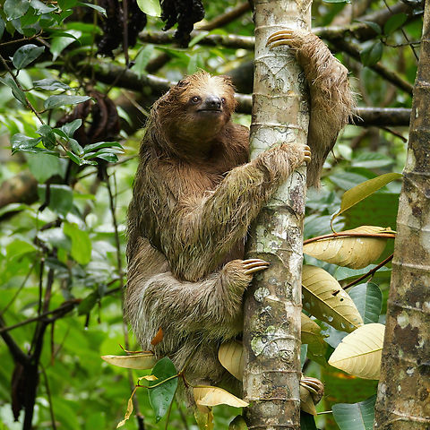 Brown-throated Three-toed Sloth My garden sloth had a big day today. It was time to move from one cecropia to another. After all that work, it was time to take a nap. Bradypus variegatus,Brown-throated sloth,Costa Rica,Geotagged