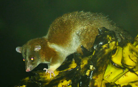 Derby's Woolly Opossum As you can see, this opossum was really enjoying my banana feeder! Caluromys derbianus,Costa Rica,Derbys woolly opossum,Geotagged