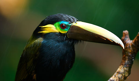 Yellow-eared Toucanet The Yellow-eared Toucanet is a tiny, shy, elusive toucan that spends all of its time in the primary forest canopy and is very difficult to see. Except when it decides to do the opposite.

The cold, wet weather in northern Costa Rica is forcing birds out of the forest and this male toucanet has spent the last month hanging out at the banana feeders, completely relaxed with humans.

In fact, I've had this fellow eat banana I'm holding in my hand! Very bizarre. Costa Rica,Geotagged,Selenidera spectabilis,Yellow-eared toucanet