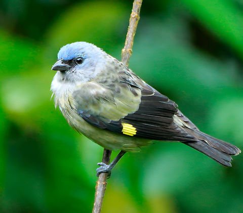 Yellow-winged Tanager  Costa Rica,Geotagged,Thraupis abbas,Yellow-winged tanager