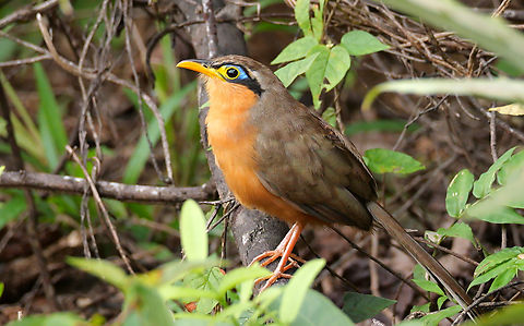 Lesser Ground-Cuckoo I've been looking for this silly bird for years and finally got it! Costa Rica,Geotagged,Lesser ground cuckoo,Morococcyx erythropygus