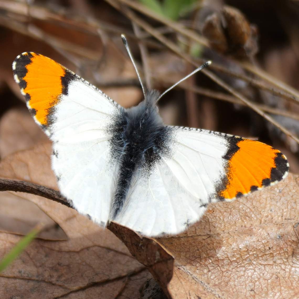 Julia's Orangetip A very nice butterfly that I saw in the Columbia Gorge. Anthocharis julia,Geotagged,Southern Rocky Mountain orangetip,United States