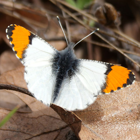 Julia's Orangetip A very nice butterfly that I saw in the Columbia Gorge. Anthocharis julia,Geotagged,Southern Rocky Mountain orangetip,United States