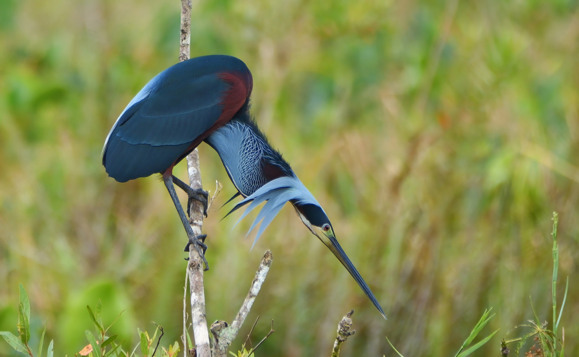 Agami Heron looking for a stick  Agami Heron,Agamia agami,Costa Rica,Geotagged
