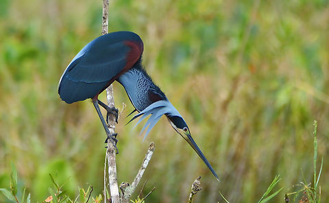 Agami Heron looking for a stick  Agami Heron,Agamia agami,Costa Rica,Geotagged