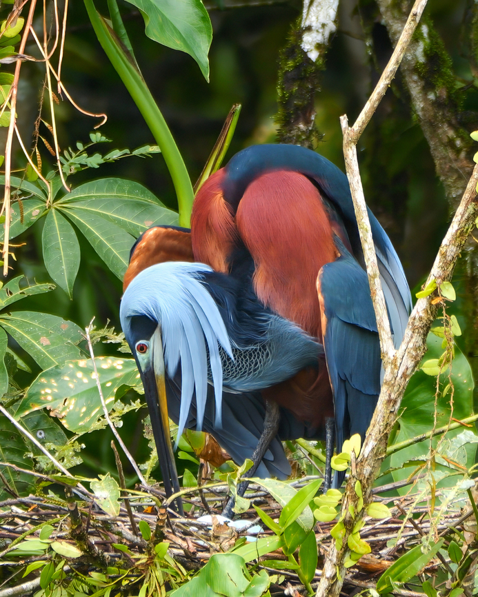 Agami Heron positioning its eggs This newly-discovered rookery of Agami Herons is just spectacular. We don't have a complete count yet, but we're estimating 500 adults. Agami Heron,Agamia agami,Costa Rica,Geotagged