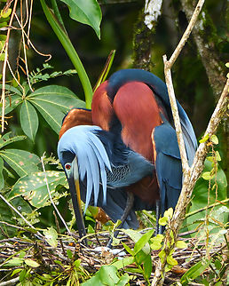 Agami Heron positioning its eggs This newly-discovered rookery of Agami Herons is just spectacular. We don't have a complete count yet, but we're estimating 500 adults. Agami Heron,Agamia agami,Costa Rica,Geotagged