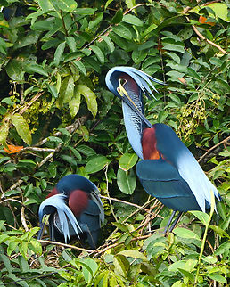 Agami Heron nest-building  Agami Heron,Agamia agami,Costa Rica,Geotagged