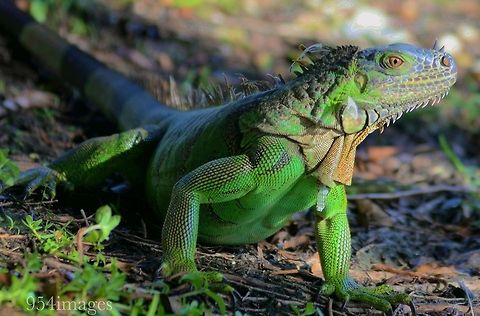 Green iguana  Green iguana,Iguana iguana