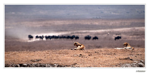 2 cheetahs observe wildebeasts Two cheetahs in the foreground observe a troup of wildebeasts/gnus in the background on a very hot day. Acinonyx jubatus,Big Cats,Cheetah,Gnu,Wildebeest