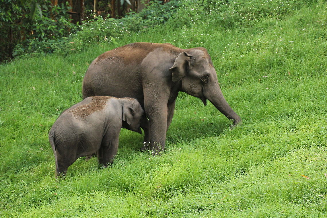Asian Elephant with baby mom is the first playing kid with every kids Asian elephant,Elephas maximus