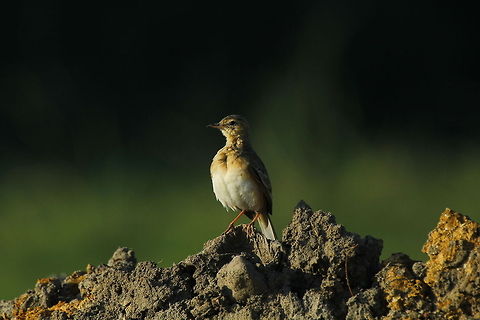wig tail waiting alone...! Grey wagtail,Motacilla cinerea