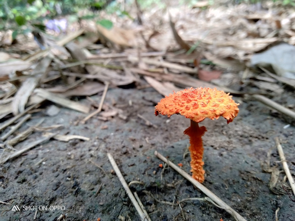 Fungi Cyptotrama asprata adalah spesies jamur berukuran mungil yang berwarna kuning cerah atau kuning-kejinggaan. Jamur ini dapat ditemukan di pohon yang sudah mati, dari jenis pohon apa pun. Dapat ditemukan pada musim panas, atau selama musim dingin di iklim yang lebih hangat.Nama umum dari jamur ini adalah Golden Scruffy Collybia. Edibilitas dari jamur ini tak diketahui. #fungi