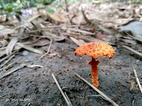 Fungi Cyptotrama asprata adalah spesies jamur berukuran mungil yang berwarna kuning cerah atau kuning-kejinggaan. Jamur ini dapat ditemukan di pohon yang sudah mati, dari jenis pohon apa pun. Dapat ditemukan pada musim panas, atau selama musim dingin di iklim yang lebih hangat.Nama umum dari jamur ini adalah Golden Scruffy Collybia. Edibilitas dari jamur ini tak diketahui. #fungi