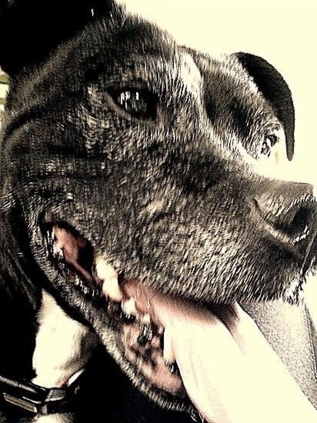 image  Canis lupus familiaris,Domestic dog