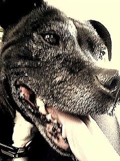 image  Canis lupus familiaris,Domestic dog