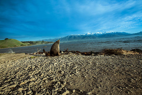 Australian fur seal in New Zealand  Arctocephalus forsteri,Australian fur seal,Geotagged,New Zealand