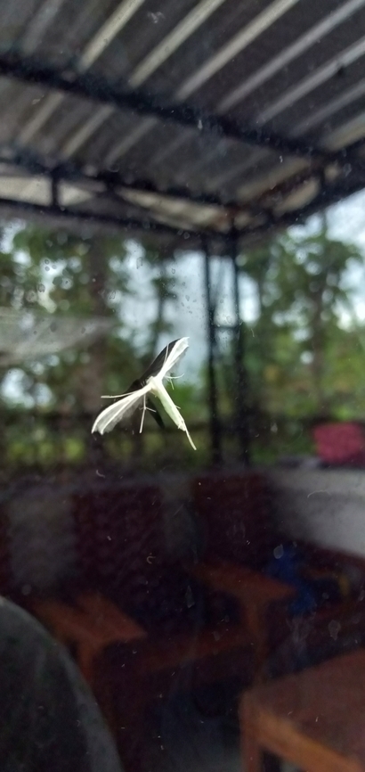 White plume moth white plume moth in Indonesia White Plume Moth