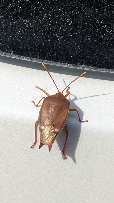 Lyramorpha rosea This lovely little bug came and landed on my car in the parking lot of Coff's Harbour Coastal Park... Australia,Geotagged,Lyramorpha rosea,Spring