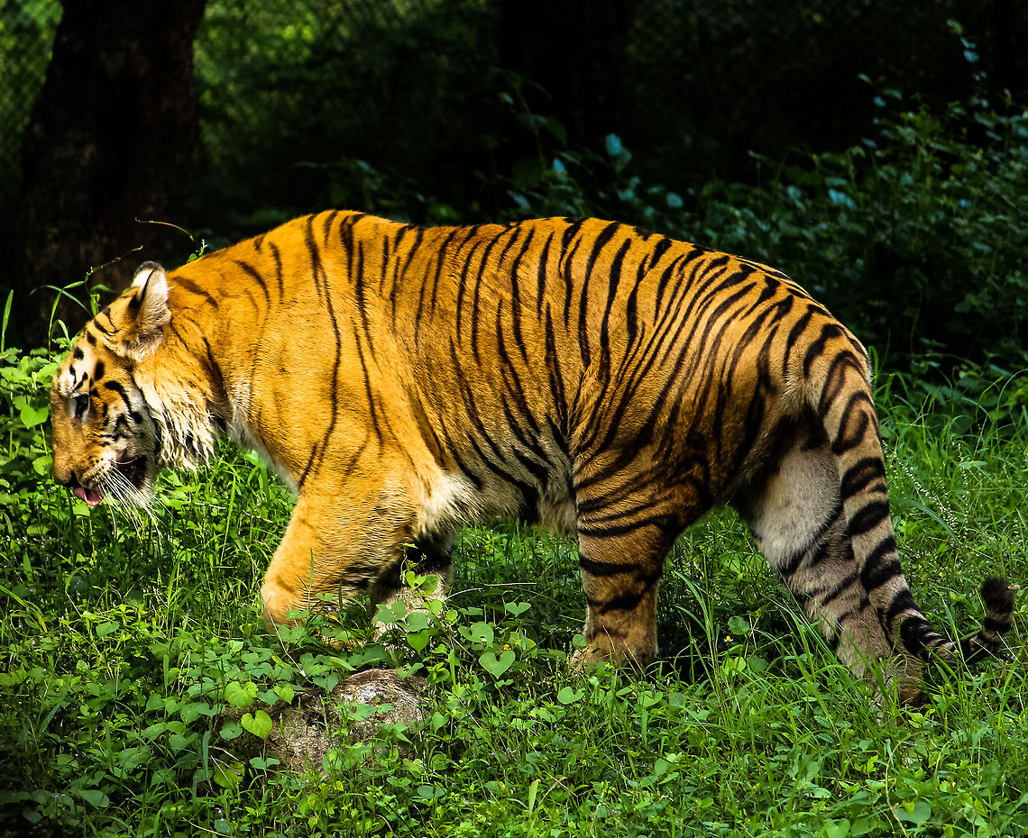 The Pride Indian Tiger Indian Tiger  or Bengal Tiger, one of the big cat families. These predators are known for the hunting skill. Luckily I got the chance to shoot this at a zoological park in Chennai, India. Bengal tiger,Big Cats,Geotagged,India,Panthera tigris tigris,Predator,Wildlife Animals,wildlife