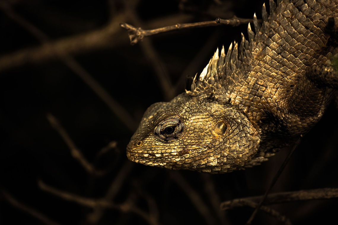 Garden Lizard This is the garden lizard which was taken in the barks while it was about to target its prey. Although it is very common, its tough to photograph them too close.<br />
Luckily my friend here wasnt one of them and gave me a portrait :P Calotes versicolor,Geotagged,India,Oriental Garden Lizard
