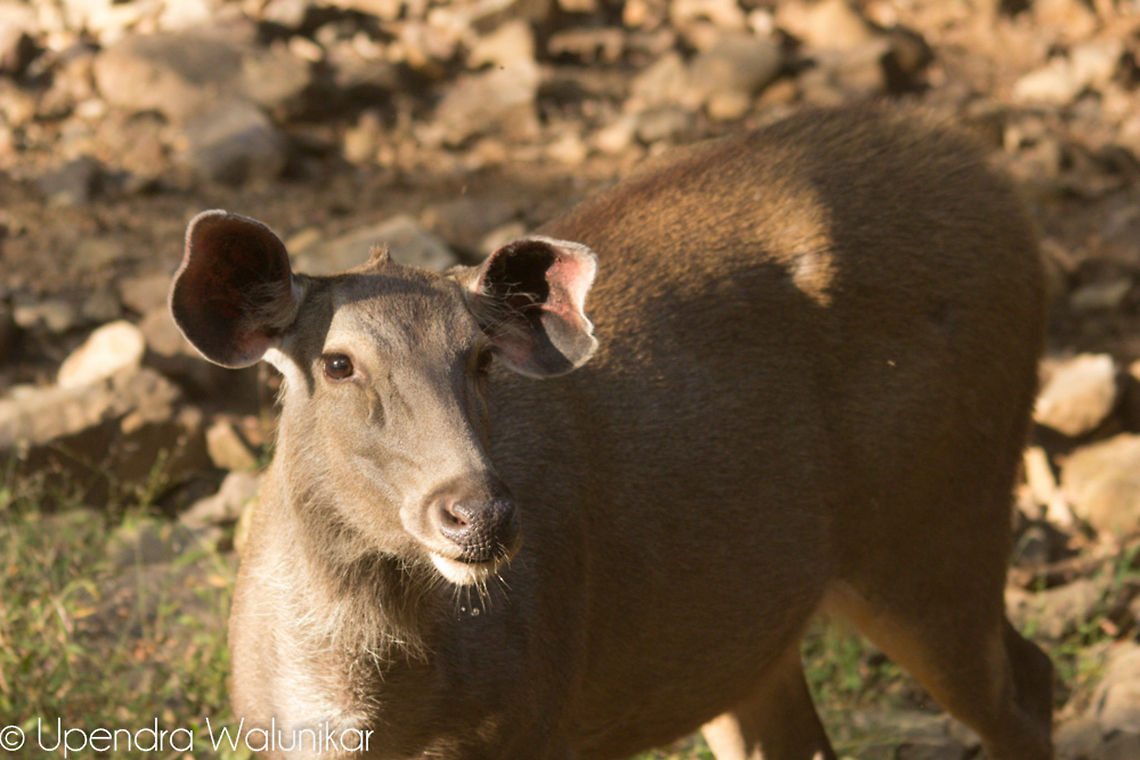 Sambar Deer Female  Geotagged,India,Rusa unicolor,Sambar