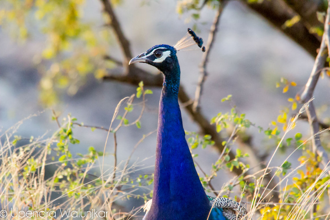 Indian Peafowl  Geotagged,India,Indian Peafowl,Pavo cristatus