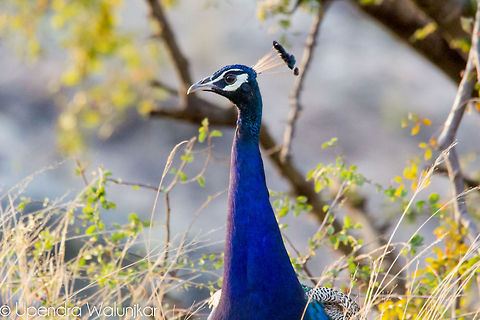 Indian Peafowl  Geotagged,India,Indian Peafowl,Pavo cristatus
