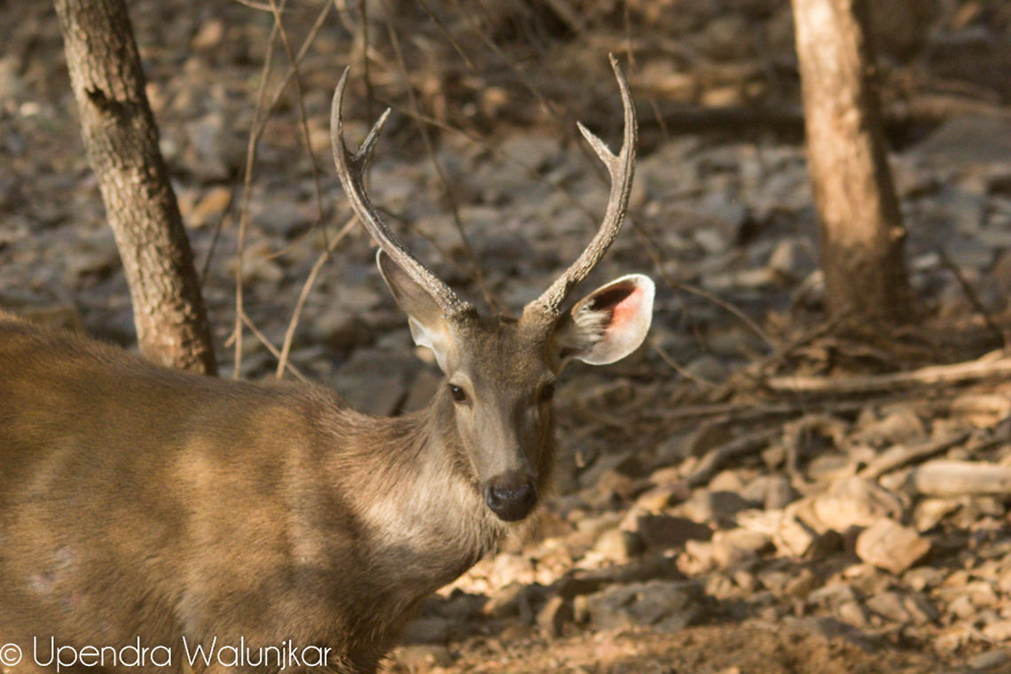 Sambar Deer Male  Geotagged,India,Rusa unicolor,Sambar