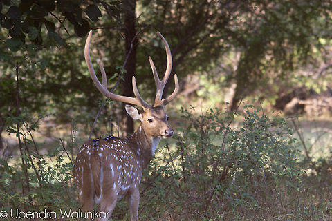 Spotted Deer Male  Axis axis,Chital