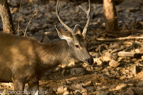 Sambar Deer Male  Rusa unicolor,Sambar