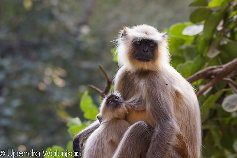 Gray Langurs  Geotagged,India,Northern plains gray langur,Semnopithecus entellus