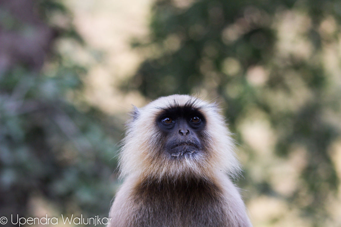 Gray langur  Geotagged,India,Northern plains gray langur,Semnopithecus entellus