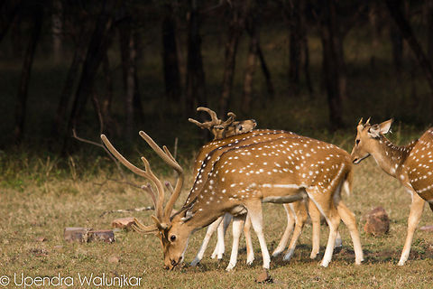 Herds of Spotted Deer  Axis axis,Chital,Geotagged,India