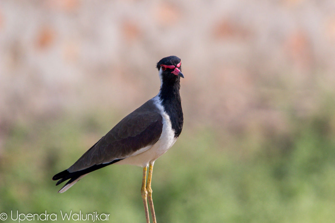 Red Wattled Lapwing  Geotagged,India,Red-wattled Lapwing,Vanellus indicus
