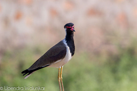 Red Wattled Lapwing  Geotagged,India,Red-wattled Lapwing,Vanellus indicus