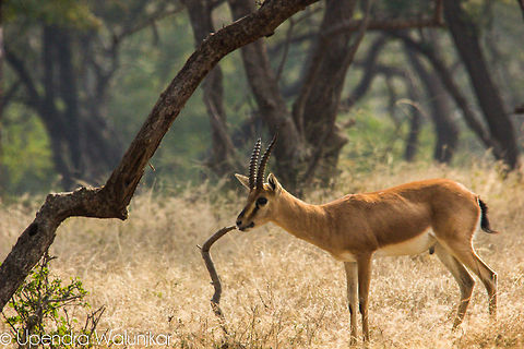 Indian Gazelle  Chinkara,Gazella bennettii,Geotagged,India