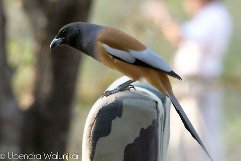 Rufous Treepie  Dendrocitta vagabunda,Geotagged,India,Rufous Treepie